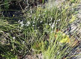 Image result for Wahlenbergia huttonii