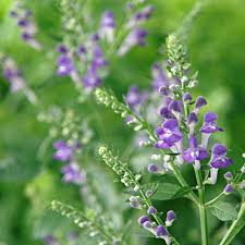 Image result for Scutellaria