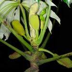 Image result for Musanga