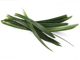Most insects/pest just don't seem to be interested in it either. Pandan Spice Plant Amaryllifolius Pandanus Indoors Out Live Plant 6 Pot Walmart Com Walmart Com