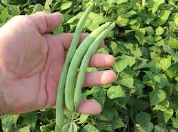 50 days — also known as 'green crop' and 'bush kentucky wonder'. Greencrop Flat Pod Bean Treated Seed Seedway