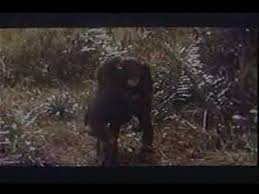 In tarzan and the great river, tarzan travels south america at the request of his old friend the professor. Tarzan And The Great River Youtube