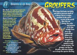 Grouper Fish Groupers Or Gropers Are Fish Of Any Of A Number Of Genera In The Subfamily Epinephelinae Of The Family Serra Grouper Wild Creatures Marine Animals