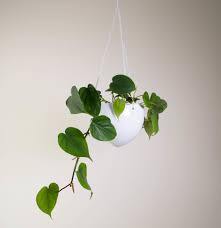See photos and last week's answer. Heart Shaped Plants For Your Valentine