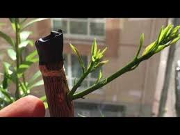 Limon Agacinda Durgun Goz Asisinin Surgun Vermesi Hizli Oynatim Ve Anlatim Esliginde Youtube Gozler Limon Bahcecilik