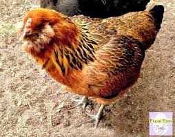 Ameraucana Vs Araucana Vs Easter Egger The Blue Egg Layers Easter Eggers Easter Egger Chicken Easter Egger Chicken Eggs