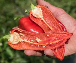 Soupe de nouilles au bœuf. Piments Le Blog De Kokopelli