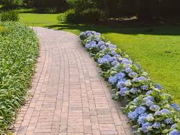 Hortensien (hydrangea) sind aufrecht wachsende, überwiegend sommergrüne blütensträucher oder kletterpflanzen und namensgebend für die familie der hortensiengewächse (hydrangeaceae). Der Buchs Ist Tot Es Lebe Hortbux Jetzt Bluht Die Beeteinfassung Durch Garten Ch