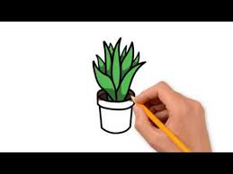 How To Draw Aleovera Plant Youtube Growing aloe vera plant is super easy and it is just one of numerous different types of aloe plants. how to draw aleovera plant