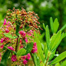 Image result for Clutia angustifolia