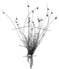 Image result for Isolepis setacea