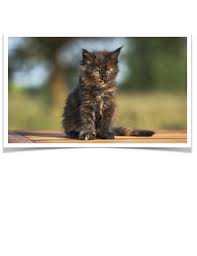 Look at pictures of maine coon kittens in oregon who need a home. Maine Coon Kittens For Sale