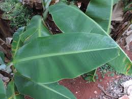 Image result for Musa paradisiaca