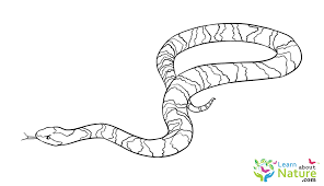 Maybe you would like to learn more about one of these? Snake Coloring Page Learn About Nature