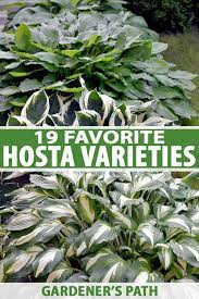 I'm pretty sure that these are common hostas, but i don't know the question of finish may be as crucial as color. The 19 Best Hosta Varieties For A Shady Yard Gardener S Path