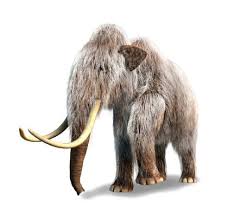 Mammut is a swiss premium outdoor company founded in 1862 providing high quality products and unique. Hier Fielen Keine Mammuts Von Den Klippen Wissenschaft De