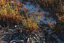 Image result for Pycreus polystachyos