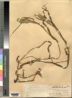 Image result for Urochloa brachyura