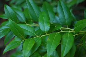 Image result for Agarista