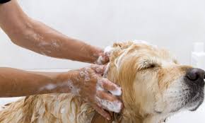 Actuellement, grâce au développement des industries pharmaceutique, chimique et celle de les shampoings cosmétiques fortement parfumés, faisant briller la laine de chien ; Guide Pour Donner A Votre Chien Un Pelage Brillant Grace Au Shampooing Maison Trucs Pratiques