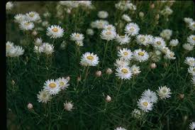 Image result for Helichrysum tillandsiifolium