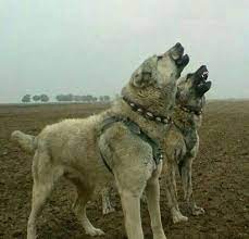 bir kurt degildik ama bizde cok uluduk sadik dost kangal kangal dog livestock guardian dog alabai dog