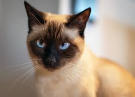 In some cases, the doctor may recommend radiation or chemo after. Breast Cancer In Cats Signs Treatment And Prevention