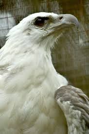 Big Birds With Red Heads White Eagle Pet Birds Birds Of Prey Albino Animals