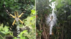 Garden spider catches the prey. Garden Spiders Black And Yellow Spider Brown And More Pictures