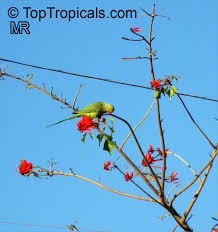 Image result for Erythrina lysistemon