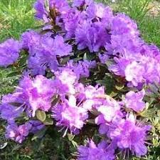 Rhododendron Purple Gem 3 4 Feet Around When Fully Grown Purple Gems Rhododendron Purple