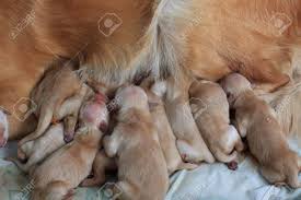 Here's how from akc's dog training experts. Group Of First Day Golden Retriever Puppies Natural Picture Stock Photo Picture And Royalty Free Image Image 13091163