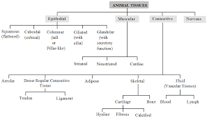 Skeletal muscle, or voluntary muscle, is anchored to bone by tendons, or by aponeuroses at a few places, and is used to effect skeletal movement in activities such as locomotion. What Are The Four Basic Types Of Tissue In Animals A Plus Topper