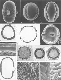 Image result for Vitellariopsis kirkii