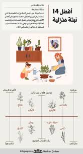 إنفوجرافيك أفضل 14 نبتة منزلية جراف النباتات الزراعة صحيفة مكة Life Skills Activities Skills Activities Activities