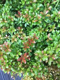 Image result for Pieris japonský little heath obrázek