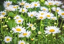 Flowers flower pictures love flowers flowers nature wild flowers forest flowers flower aesthetic plant photography flowers photography. 15 Best White Perennial Flowers For Your Garden Gardening Chores