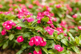 Harvest ripe vegetables, deadhead spent flowers, weed, and clean up garden debris. How To Take Care Of Vinca Flowers Flower Care Flower Pots Container Flowers