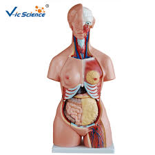 Learn vocabulary, terms and more with flashcards, games and other study tools. Human Torso Model Anatomy Buy Human Body Anatomy Model Torso Model Anatomy Human Torso Model Product On Alibaba Com