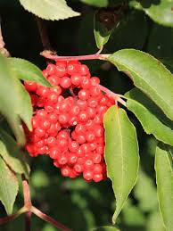 Herbs shop herbs plants including basil, mint, thyme, oregano, dill, chives and more! Red Elderberry For Sale Treetime Ca