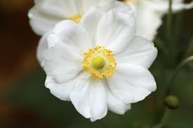 Camellia comes in red, pink and white colours. Name Of White Flowers With Pictures Flower