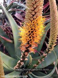 Image result for Aloe spicata