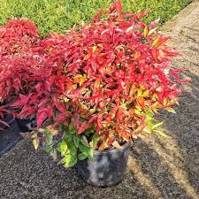 Image result for Nandina