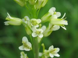 Image result for Turritis glabra