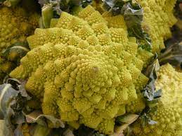 Vous trouverez le temps de cuisson du chou romanesco avec plusieurs types de cuisson à l'eau à la vapeur à l'autocuiseur cocotte minute et au préparation du chou romanesco : Tout Savoir Sur Le Chou Romanesco Potager City