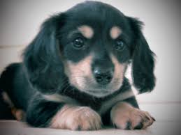 Black And Cream Dachshund Black And Cream Miniature Dachshund Weiner Dog Dachshund Miniature Dachshund