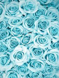 Wallpapers hd, blue sky wallpaper android, blue sky wallpaper apk, blue sky anime wallpaper photo club dundee, blue sky photo frame desk pad, sky blue dress images, blue sky photo editor images panama city, blue sky plant images, sky blue plain images, sky blue rose photos, sky. The Lion And The Lass Cool Backgrounds Blue Roses Pretty Backgrounds
