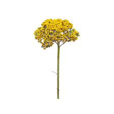 Yellow Yarrow Flower 120 Stems Sam S Club In 2020 Yarrow Flower Yarrow Flowers