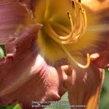 Daylily (Hemerocallis 'Edith Bernhardt') in the Daylilies Database