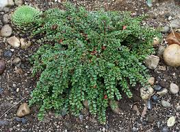 Image result for Cotoneaster